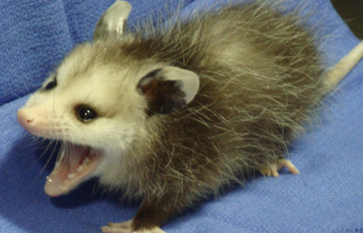 Extra Small Opossum